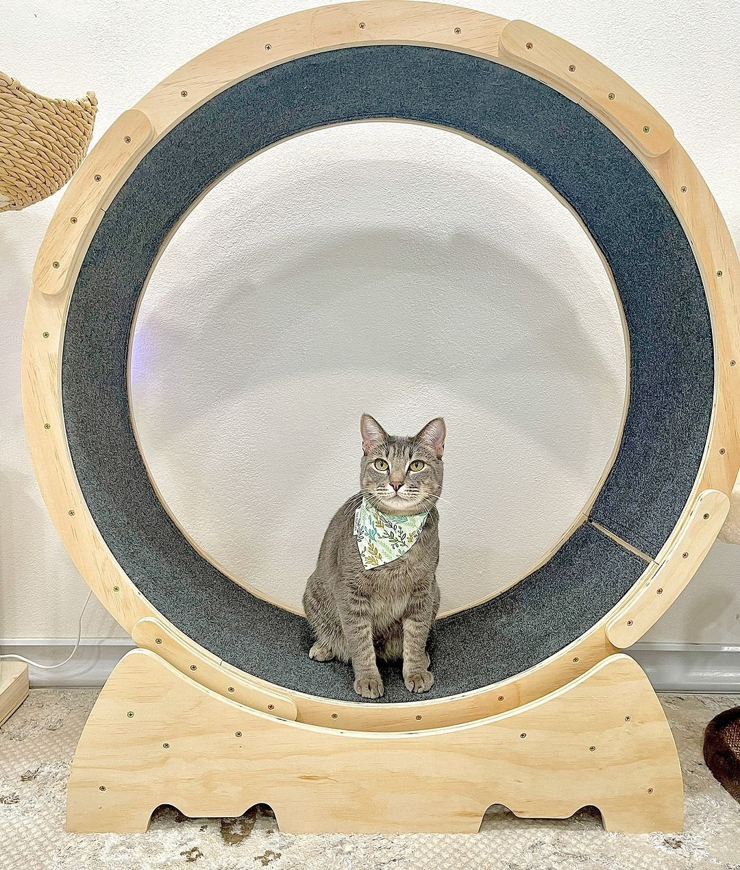 Cat Wheel